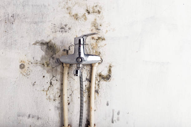 Best Mold Remediation  in Plainview, TX