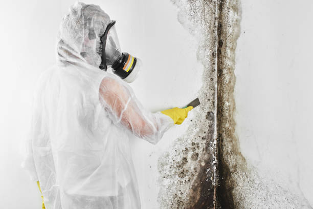 Best Attic Mold Removal  in Plainview, TX