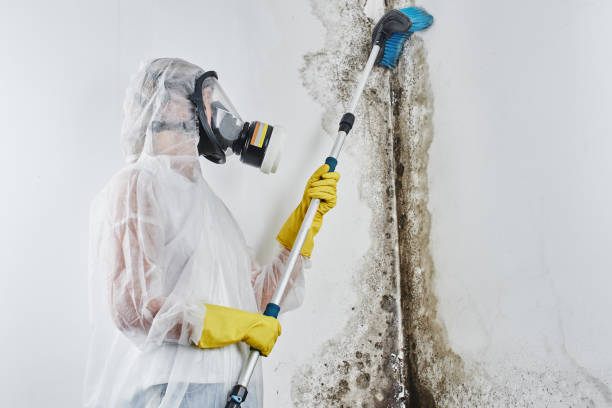 Best Toxic Mold Removal  in Plainview, TX