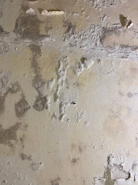 Best Mold Removal Company Near Me  in Plainview, TX