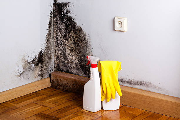 Mold Removal Process in Plainview, TX