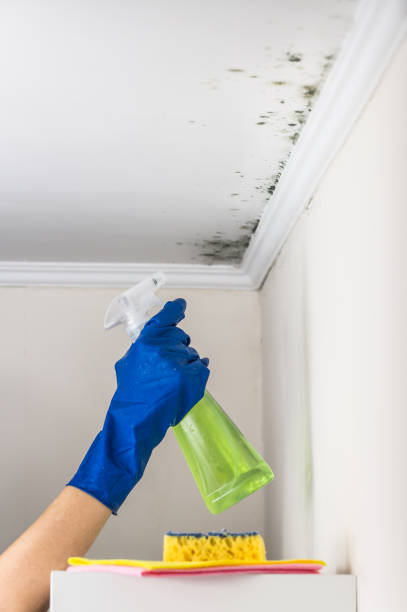 Best Mold Damage Repair  in Plainview, TX